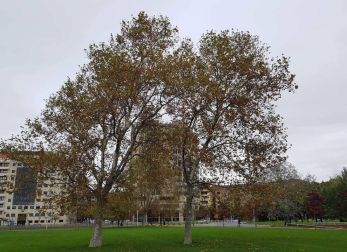 Fotos enviadas por los lectores durante el otoño de 2020.