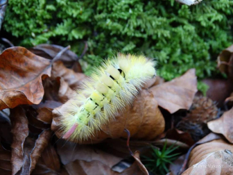 Fotos enviadas por los lectores durante el otoño de 2020.