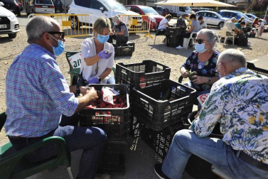 Como todos los años, la campa de la Fundación Mena de Puente la Reina desprende un olor inconfundible. Es temporada de pimiento y el tradicional mercado se ha adaptado a la pandemia