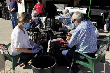 Como todos los años, la campa de la Fundación Mena de Puente la Reina desprende un olor inconfundible. Es temporada de pimiento y el tradicional mercado se ha adaptado a la pandemia