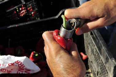 Como todos los años, la campa de la Fundación Mena de Puente la Reina desprende un olor inconfundible. Es temporada de pimiento y el tradicional mercado se ha adaptado a la pandemia