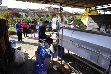 Como todos los años, la campa de la Fundación Mena de Puente la Reina desprende un olor inconfundible. Es temporada de pimiento y el tradicional mercado se ha adaptado a la pandemia