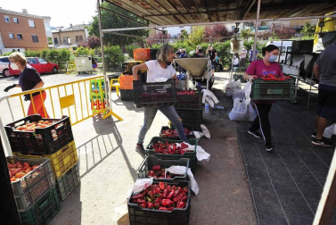 Como todos los años, la campa de la Fundación Mena de Puente la Reina desprende un olor inconfundible. Es temporada de pimiento y el tradicional mercado se ha adaptado a la pandemia