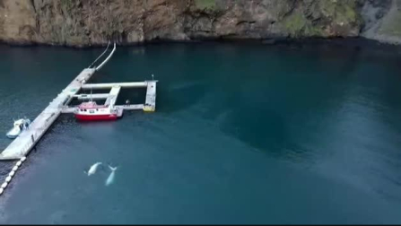 Vídeo: Primer baño en aguas abiertas de dos ballenas beluga en Islandia
