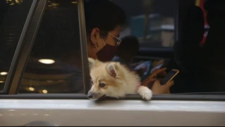 Vídeo: Los filipinos bendicen en Manila a sus mascotas desde la ventanilla de sus coches