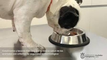 Medio centenar de animales de compañía esperan para ser adoptados en el Centro de Atención de Animales