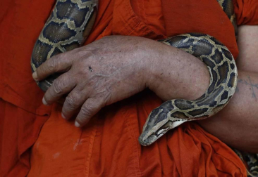 El templo budista de Seikta Thukha, en la región birmanda de Mingalardon, acoge a ejemplares de serpiente, pitones incluidas, que huyen del avance de la civilización.