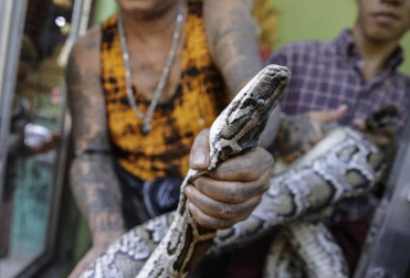 El templo budista de Seikta Thukha, en la región birmanda de Mingalardon, acoge a ejemplares de serpiente, pitones incluidas, que huyen del avance de la civilización.