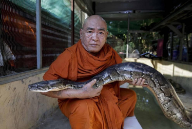 El templo budista de Seikta Thukha, en la región birmanda de Mingalardon, acoge a ejemplares de serpiente, pitones incluidas, que huyen del avance de la civilización.