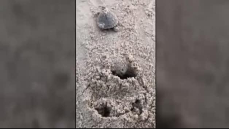 Vídeo: Nacen más de 92.000 crías de tortuga gigante en Brasil