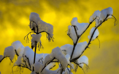 Fotos enviadas por los lectores durante el invierno de 2020.