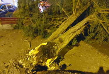 El viento ha causado diversas incidencias y caídas de árboles esta pasada madrugada en Pamplona