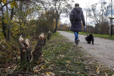 Ardillas, castores o murciélagos son tres ejemplos de animales a los que cada vez es más sencillo avistar en la ciudad