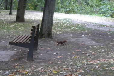 Ardillas, castores o murciélagos son tres ejemplos de animales a los que cada vez es más sencillo avistar en la ciudad