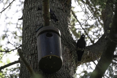 Ardillas, castores o murciélagos son tres ejemplos de animales a los que cada vez es más sencillo avistar en la ciudad