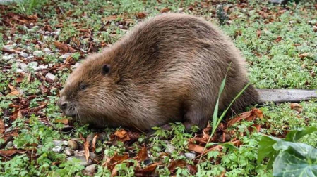 Ardillas, castores o murciélagos son tres ejemplos de animales a los que cada vez es más sencillo avistar en la ciudad