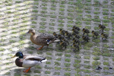 Ardillas, castores o murciélagos son tres ejemplos de animales a los que cada vez es más sencillo avistar en la ciudad