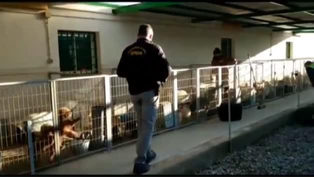 Detenidos en Granada por cortar las cuerdas vocales a decenas de perros en un criadero