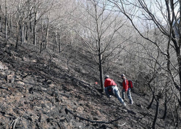 Las causas del incendio que se originó en Bera y que ha calcinado 1.800 hectáreas en Navarra, Guipúzcoa y Francia están siendo investigadas por la Policía Foral para determinar si el fuego ha sido fortuito o provocado, aunque parece que la actividad humana está detrás.