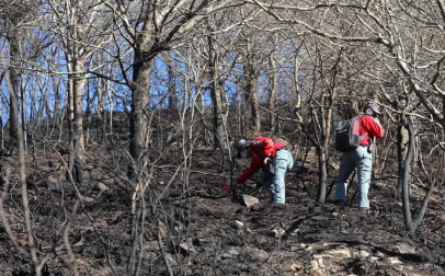 Las causas del incendio que se originó en Bera y que ha calcinado 1.800 hectáreas en Navarra, Guipúzcoa y Francia están siendo investigadas por la Policía Foral para determinar si el fuego ha sido fortuito o provocado, aunque parece que la actividad humana está detrás.