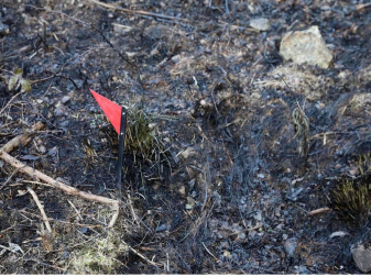 Las causas del incendio que se originó en Bera y que ha calcinado 1.800 hectáreas en Navarra, Guipúzcoa y Francia están siendo investigadas por la Policía Foral para determinar si el fuego ha sido fortuito o provocado, aunque parece que la actividad humana está detrás.