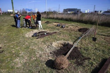 Decenas de personas han participado este sábado en Noáin en la plantación de árboles organizada por el Ayuntamiento de la localidad.