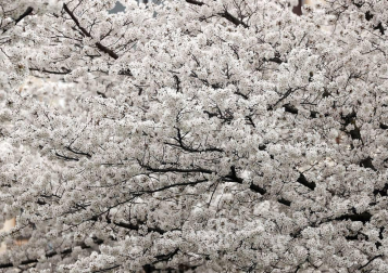 Pese a que la primavera astronómica no comenzará hasta el 20 de marzo, los árboles de los parques y jardines de Pamplona ya lucen sus flores.
