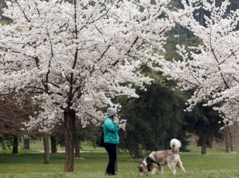 Pese a que la primavera astronómica no comenzará hasta el 20 de marzo, los árboles de los parques y jardines de Pamplona ya lucen sus flores.
