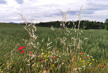 Fotos de la primavera enviadas por los lectores de diariodenavarra.es