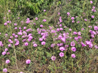 Fotos de la primavera enviadas por los lectores de diariodenavarra.es