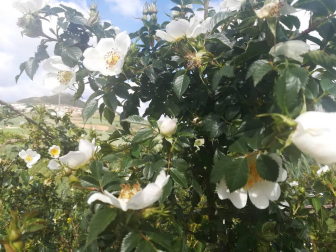 Fotos de la primavera enviadas por los lectores de diariodenavarra.es