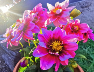 Fotos de la primavera enviadas por los lectores de diariodenavarra.es