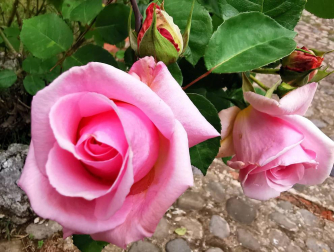 Fotos de la primavera enviadas por los lectores de diariodenavarra.es