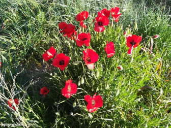 Fotos de la primavera enviadas por los lectores de diariodenavarra.es