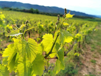 Fotos de la primavera enviadas por los lectores de diariodenavarra.es