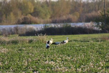 Fotos de la primavera enviadas por los lectores de diariodenavarra.es