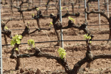 Fotos de la primavera enviadas por los lectores de diariodenavarra.es