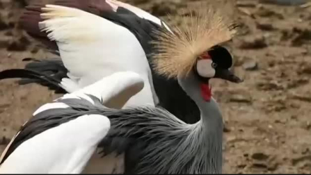 Un pianista profesional para relajar a los animales en el zoo