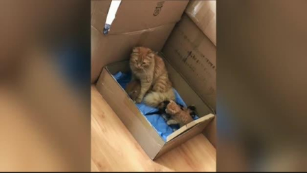 Vídeo: Una gata lleva a sus crías enfermas hasta una clínica veterinaria en Turquía