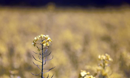 Imágenes de campos de colza en Navarra