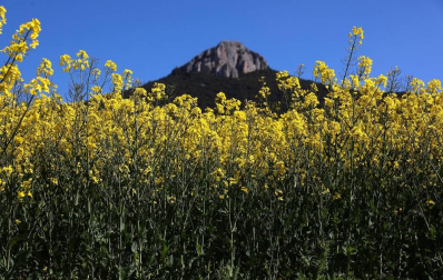 Imágenes de campos de colza en Navarra