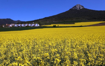 Imágenes de campos de colza en Navarra