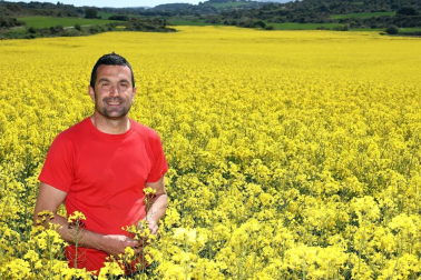 Imágenes de campos de colza en Navarra