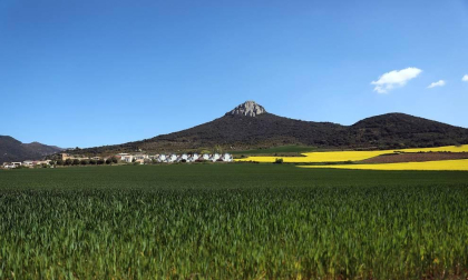 Imágenes de campos de colza en Navarra