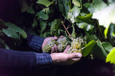 Todas las fotos de la vendimia nocturna de uva chardonnay que se realizó en la Finca Albret en Cadreita