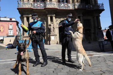 Tyrion y Suri son los dos perros que, junto a dos agentes adscritos al Grupo de Prevención, conforman la Unidad Canina de la Policía Municipal de Pamplona