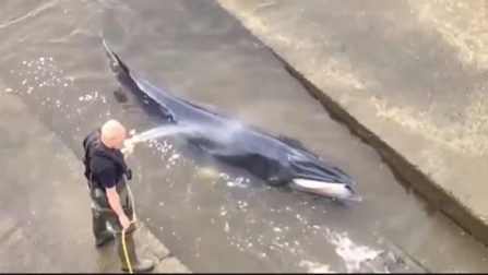 Rescatan a una ballena varada en el río Támesis