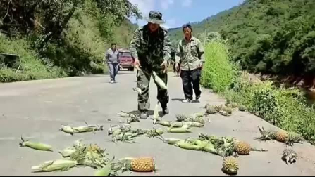 Vídeo: Una manada de 15 elefantes viaja por el suroeste China