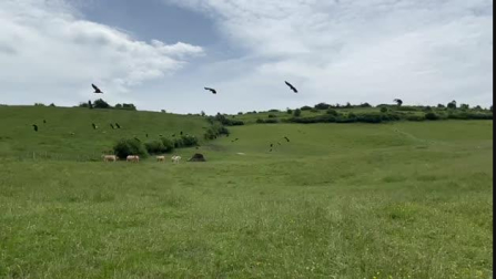 Buitres en el valle de Odieta