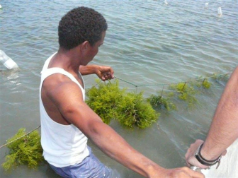 Cultivos del alga roja Kappaphycus alvarezii en Panamá para la producción de kappa-carrageno (proyecto financiado por la AECID 2007-2010)